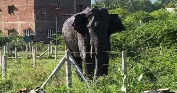 അരിക്കൊമ്പൻ ജനവാസ മേഖയ്ക്കടുത്ത്, ഒടുവിൽ സി​ഗ്നൽ ചുരുളിക്ക് സമീപം, നിരീക്ഷിച്ച് തമിഴ് നാട് വനം വകുപ്പ്
