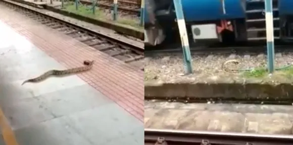 ഷൊര്‍ണൂര്‍ റെയില്‍വേ പാളത്തില്‍ അതിക്രമിച്ചു കയറിയ മലമ്പാമ്പ് ട്രെയിനിന് 'തലവെച്ച് ആത്മഹത്യയ്ക്ക് ശ്രമിച്ചു' ! ദൃശ്യങ്ങള്‍ വൈറലാകുന്നു ! 