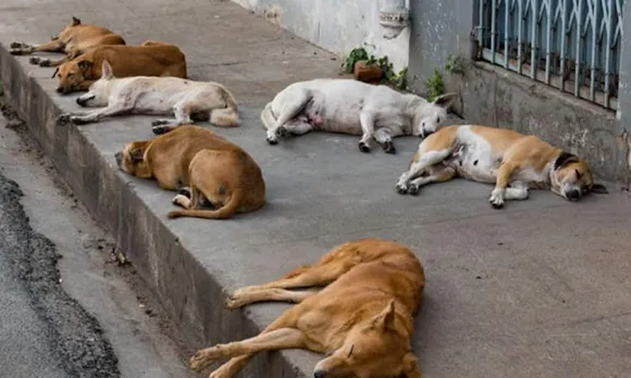 'നായകള്‍ ആക്രമിക്കുന്നത് മൃഗസ്‌നേഹികളെ അല്ല'; തെരുവുനായകളെ വിഷം കൊടുത്ത് കൊന്ന സംഭവത്തില്‍ അന്വേഷണം വേണ്ടെന്ന് പഞ്ചായത്ത്