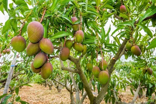 നാടന്‍ മാവുകള്‍, നന്മ മരങ്ങള്‍
