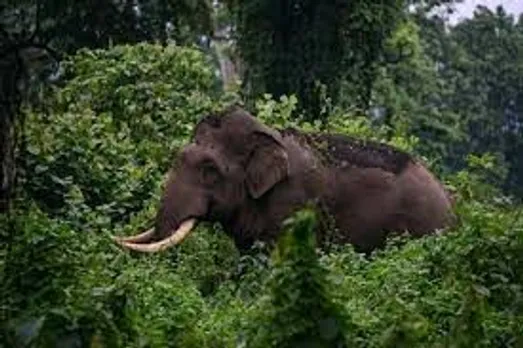 കണ്ണൂർ ആറളത്ത് ആദിവാസി യുവാവിനെ കാട്ടാന ചവിട്ടിക്കൊന്നു