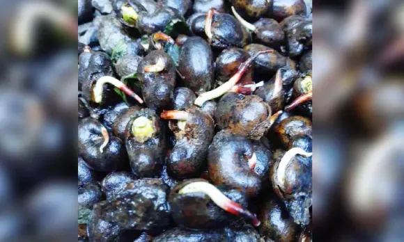 കശുവണ്ടി കർഷകർക്ക് 'കണ്ണീർമഴ'; ശേ​ഖ​രി​ക്കാ​ൻ ക​ഴി​യാ​തെ ക​ശു​വ​ണ്ടി തോ​ട്ട​ങ്ങ​ളി​ൽ മു​ള​ച്ചു പൊ​ന്തു​ന്നു