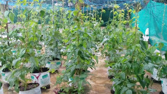 വിഷരഹിതമായ പച്ചക്കറിയുണ്ടാന്‍ ഒരു അടുക്കളത്തോട്ടം...ശ്രദ്ധിക്കേണ്ട ചിലക്കാര്യങ്ങള്‍