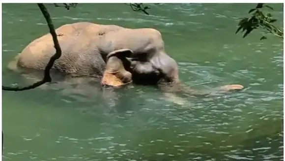 ആറളം ഫാമിൽ ഗുരുതര പരിക്കോടെ കണ്ടെത്തിയ കൊമ്പനാന ചരിഞ്ഞു