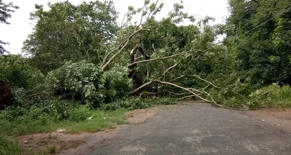 മലമ്പുഴയില്‍ വൻമരം കടപുഴകി വീണു. ആളപായമില്ല