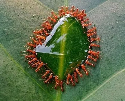 വിശപ്പിനേക്കാൾ വലുതല്ല മരണം ! - ഫോട്ടോസ്റ്റോറി