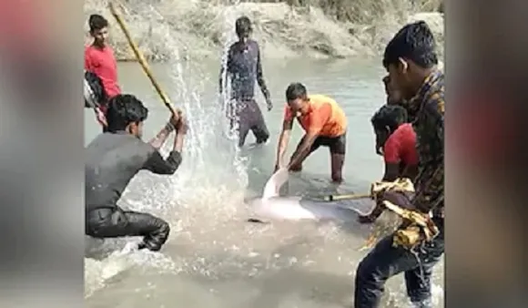 ഉത്തര്‍പ്രദേശില്‍ ഒരുകൂട്ടം ആളുകള്‍ ചേര്‍ന്ന് ഡോള്‍ഫിനെ തല്ലിക്കൊന്നു; വീഡിയോ പ്രചരിച്ചതോടെ മൂന്ന് പേര്‍ അറസ്റ്റില്‍