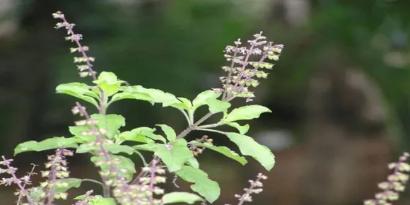 ഉണങ്ങിയ തുളസി കത്തിച്ച് തീയാക്കി ആ തീകൊണ്ട് ദീപം തെളിയിച്ചാൽ അത്ഭുതഫലം