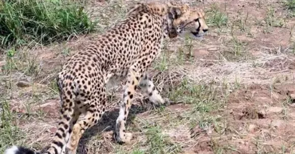 ദക്ഷിണാഫ്രിക്കയിൽ നിന്നെത്തിച്ച മൂന്നാമത്തെ ചീറ്റയും ചത്തു