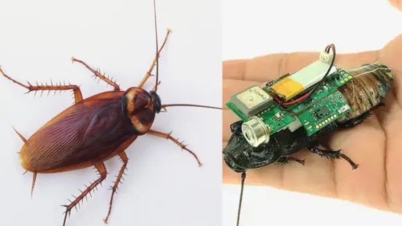 ഇനി പാറ്റ വെറുമൊരു പ്രാണിയല്ല; ജീവൻ രക്ഷിക്കുന്ന പാറ്റ റോബോട്ടുകളെ സജ്ജമാക്കി ഗവേഷകർ; രക്ഷാദൗത്യവുമായി ‘റോബോ-റോച്ചുകൾ’