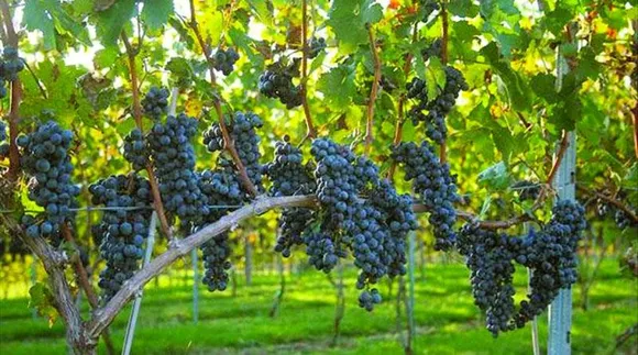 മഴക്കാലം കഴിഞ്ഞു മുന്തിരി കൃഷിയൊന്നു പരീക്ഷിച്ചാലോ !