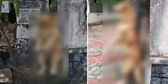 നായയെ കൊന്ന് കെട്ടിത്തൂക്കിയ സംഭവം; പൊലീസ് കേസെടുത്തു
