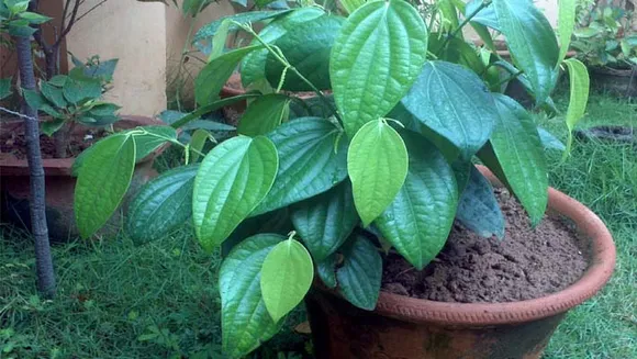 കുരുമുളക് ചട്ടിയിലും വളർത്താം