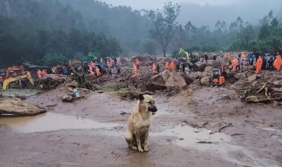 രാജമലയിലേ ദുരന്തത്തില്‍ ഒരു പാവം മിണ്ടാപ്രാണിയുടെ സങ്കടം! തനിക്കു ചോറ് തന്നവർ ഈ മണ്ണിലെവിടെയോ ഉണ്ട്, ഇത്‌ അവരെ കാത്തുള്ള ഇരിപ്പ്