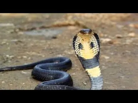 വിവരങ്ങള്‍ ആപ്പില്‍ അപ്‌ലോഡ് ചെയ്യാതെ പാമ്പിനെ കൈവശം സൂക്ഷിച്ചാൽ കുടുങ്ങും; പാമ്പ് പിടിത്തം നിയമവിധേയമാക്കാൻ 'സര്‍പ ആപ്പു'മായി വനം വകുപ്പ്‌