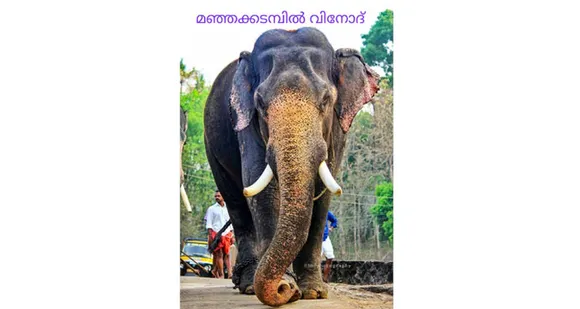 ഗജ സാമ്രാട്ട് മഞ്ഞക്കടമ്പിൽ വിനോദ് അവശനിലയിൽ ! ചികിത്സ തുടരുന്നു ആനപ്രേമികൾ പ്രാർത്ഥനയിൽ …