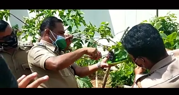 പാലക്കാട് ജില്ലാ ജയിലിലെ മുന്തിരി തോട്ടത്തിൽ വിളഞ്ഞ മുന്തിരി പഴത്തിൻ്റെ വിളവെടുപ്പ് നടത്തി