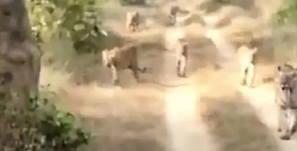 സോഷ്യല്‍ മീഡിയയില്‍ ആശ്ചര്യമായി ആറ് കടുവകള്‍ ഒരുമിച്ചു നടന്നു വരുന്നതിന്റെ മനോഹര ദൃശ്യം; ഇവയെ ഒരിക്കലും കൂട്ടമായി കാണാറില്ലെന്ന് ഇന്ത്യന്‍ ഫോറസ്റ്റ് സര്‍വീസ് ഓഫീസര്‍ രമേഷ് പാണ്ഡെ