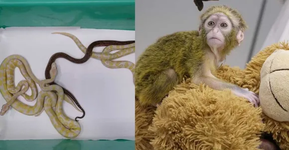 ബാങ്കോക്കില്‍ നിന്ന് ചെന്നൈ വിമാനത്താവളത്തിലെത്തിയ പാഴ്‌സല്‍ അനങ്ങി, സംശയം തോന്നിയ കസ്റ്റംസ് ആദ്യത്തെ പാക്കേജ് പൊട്ടിച്ചപ്പോള്‍ പുറത്തു ചാടിയത് ആഫ്രിക്കയില്‍ മാത്രം കാണുന്ന ഡി ബ്രാസ കുരങ്ങ്, അടുത്ത പെട്ടി പൊട്ടിച്ചപ്പോള്‍ പുറത്തുവന്നത് ചില്ലറക്കാരല്ല, 15 രാജവെമ്പാലകള്‍, മറ്റൊരു പെട്ടിയില്‍ 5 പെരുമ്പാമ്പുകള്‍ ! വന്നവഴിയെ ബാങ്കോക്കിലെക്ക് 'തിരിച്ചോടിച്ച്' കസ്റ്റംസ്