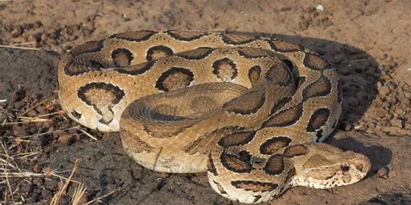 തൃശൂരിൽ നാലാം ക്ലാസ് വിദ്യാർത്ഥിക്ക് പാമ്പുകടിയേറ്റു