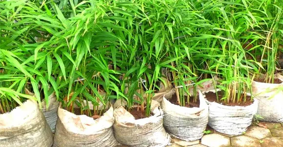 ഗ്രോബാഗില്‍ രണ്ടു തട്ടുകളായി നടാം: ഇഞ്ചിക്കൃഷിയില്‍ ഇരട്ടി വിളവ് നേടാം