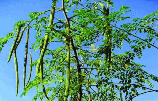 ആദായകരമാണ് മുരിങ്ങ കൃഷി; അറിഞ്ഞിരിക്കേണ്ട കാര്യങ്ങള്‍