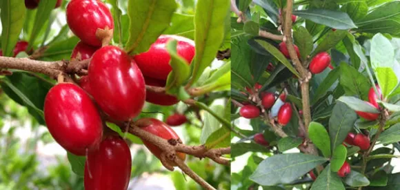 ആഫ്രിക്കയിൽ കാണപ്പെടുന്ന ബെറി വർഗത്തിൽപെട്ട ഫലമാണ് മിറക്കിൾ ഫ്രൂട്ട് ; ഈ ഫലത്തിന്റെ അത്ഭുത വിശേഷങ്ങളിതാ.....