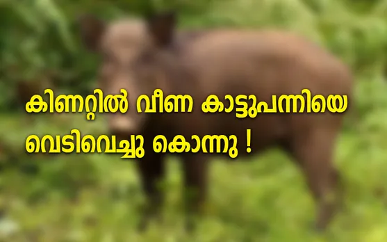 കിണറ്റിൽ വീണ കാട്ടുപന്നിയെ വെടിവെച്ചു കൊന്നു