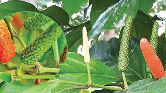 തിപ്പലിക്കു പകരം തിപ്പലി മാത്രം; കൃഷി തുടങ്ങുന്നതിനു മുമ്പ്  മാര്‍ക്കറ്റിംഗിനെപ്പറ്റി ധാരണ ഉണ്ടായിരിക്കണം