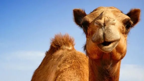 കാമുകിക്ക് സമ്മാനിക്കാനായി ഒട്ടകത്തെ മോഷ്ടിച്ചു; ദുബായില്‍ യുവാവ് അറസ്റ്റില്‍