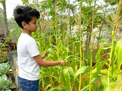 ഓൺ ലൈൻ ക്ലാസിനിടയിൽ ചോളം വിളയിച്ച് വിദ്യാര്‍ത്ഥി ഇവാന്‍