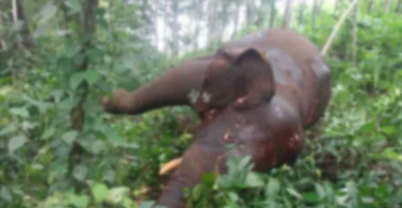 പത്തനാപുരത്ത് സ്വകാര്യ വ്യക്തിയുടെ പുരയിടത്തിലെ വൈദ്യുതകമ്പിയിൽ നിന്ന് ഷോക്കേറ്റ് കാട്ടാന ചെരിഞ്ഞു