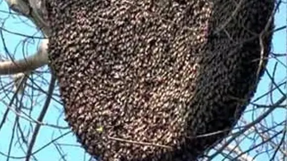 നാദാപുരത്ത് ബൈക്ക് യാത്രികരായ നാലുപേർക്ക് കടന്നൽ കുത്തേറ്റു; രണ്ട് പേരുടെ നില ഗുരുതരം