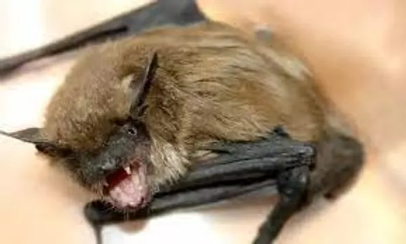 ഉറക്കത്തിനിടയിൽ കഴുത്തിൽ വവ്വാൽ കടിയേറ്റു;  പേവിഷബാധയേറ്റ് വൃദ്ധൻ മരിച്ചു