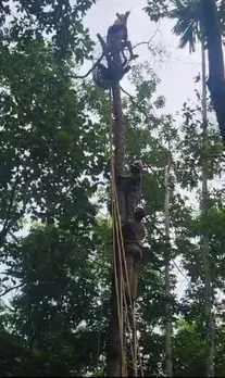 കമ്പ് മുറിക്കാന്‍ കയറി; തൊടുപുഴയിൽ മരത്തിന്റെ മുകളില്‍ കുടുങ്ങിയ തൊഴിലാളിയെ രക്ഷിച്ചു