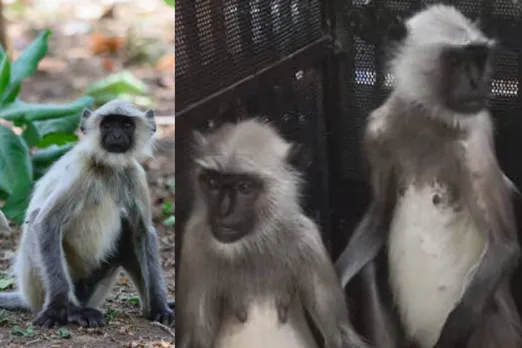 ദിവസം പത്ത് കഴിഞ്ഞു.., പിടി കൊടുക്കാതെ ഹനുമാന്‍ കുരങ്ങ്; കണ്ണും നട്ട് കാത്തിരുന്ന് ജീവനക്കാര്‍