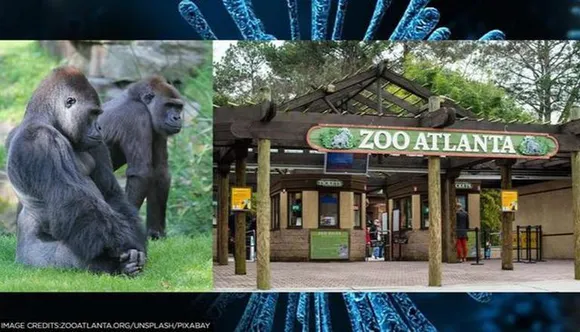 അറ്റ്‌ലാന്റാ മൃഗശാലയില്‍ ഗൊറില്ലകളില്‍ കോവിഡ്19 വ്യാപിക്കുന്നു