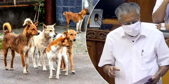 തെരുവുനായശല്യം നിയമസഭയിലുന്നയിച്ച് പ്രതിപക്ഷം; ആശങ്ക ശരിവച്ച് മുഖ്യമന്ത്രി