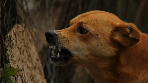 തൊടുപുഴയിൽ ട്യൂഷന്‍ കഴിഞ്ഞ് വീട്ടിലേക്ക് മടങ്ങിയ പത്തു വയസുകാരനെ തെരുവുനായ കടിച്ചു