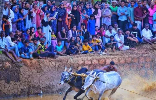 കപ്പൂരിനെ ഇളക്കി മറിച്ച് കാളപൂട്ട് മത്സരം... കെപിഎം ബ്രദേഴ്സിന്റെ നേതൃത്വത്തില്‍ നടന്ന കാളപൂട്ട് മത്സരം ഗ്രാമത്തെ ഉത്സവ ലഹരിയിലാക്കി