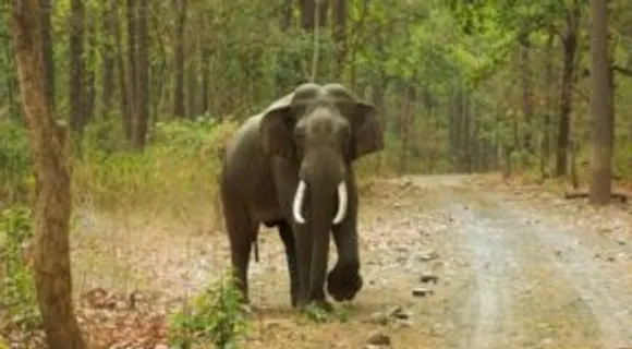 ചവിട്ടിക്കൊന്നിട്ടും കലിയടങ്ങാതെ കാട്ടാന; സംസ്‌കാര ചടങ്ങിനിടെയെത്തി ചിതയില്‍ നിന്നും മൃതദേഹം വലിച്ചെടുത്തു