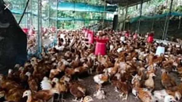 കോഴിക്കോട് പക്ഷിപ്പനി സ്ഥിരീകരിച്ചു; അതിജാഗ്രതാ നിർദേശം