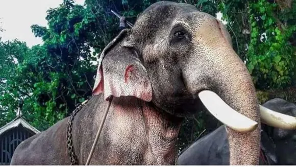 തെച്ചിക്കോട്ടുകാവ് രാമചന്ദ്രനെ വീണ്ടും ഉത്സവങ്ങളിൽ എഴുന്നള്ളിപ്പിക്കണോ എന്നതിൽതീരുമാനം ഇന്ന്