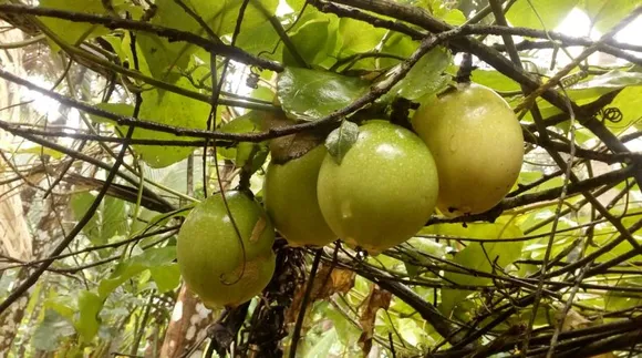 വിരുന്നുകാരനില്‍ നിന്ന് വീട്ടുകാരനിലേക്ക് മാറുന്ന പാസ്സിഫ്‌ലോറസ്സീ