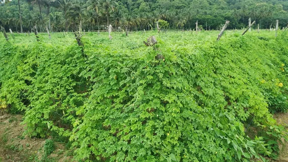 പാവയ്ക്ക വിലയിടിവ് തുടരുന്നു. കർഷകർക്ക് 22 രൂപ; പാലക്കാട് ജില്ലയില്‍ പാവയ്ക്ക കര്‍ഷകര്‍ ആശങ്കയില്‍