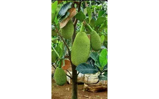 വിയറ്റ്നാം സൂപ്പർ ഏർലി ബഡ് പ്ലാവുകളുടെ പുതിയ സ്റ്റോക്ക് മരങ്ങാട്ടുപിള്ളി ലേബർ ഇന്ത്യ ഗ്രീൻ ഗാർഡൻ ആശ്രമത്തിൽ; സബ്‌സിഡി നിരക്കിൽ വിതരണം ചെയ്യുന്നു