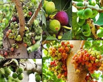 ഇലയിലും കറയിലും വരെ ​ഗുണങ്ങൾ;  പല ഗുരുതര ആരോഗ്യ പ്രശ്നങ്ങള്‍ക്കും പരിഹാരമാണ് അത്തി