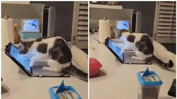 ലാപ് ടോപ്പ് വെറുതെയിരിക്കുവല്ലേ, ഇങ്ങനെ ചെയ്തേക്കാം; വെെറലായി പൂച്ചയുടെ വീഡിയോ