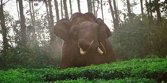 അരിക്കൊമ്പനെ പറമ്പിക്കുളത്തേക്ക് മാറ്റുന്നതിനെതിരെ പ്രതിഷേധം; നെല്ലിയാമ്പതിയില്‍ ഏപ്രിൽ 17 ന് ഹര്‍ത്താല്‍