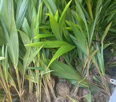 ചാത്തന്നൂർ കൃഷി ഭവന്റെ ആഭിമുഖ്യത്തിൽ തെങ്ങിൻ തൈകൾ സൗജന്യ നിരക്കിൽ